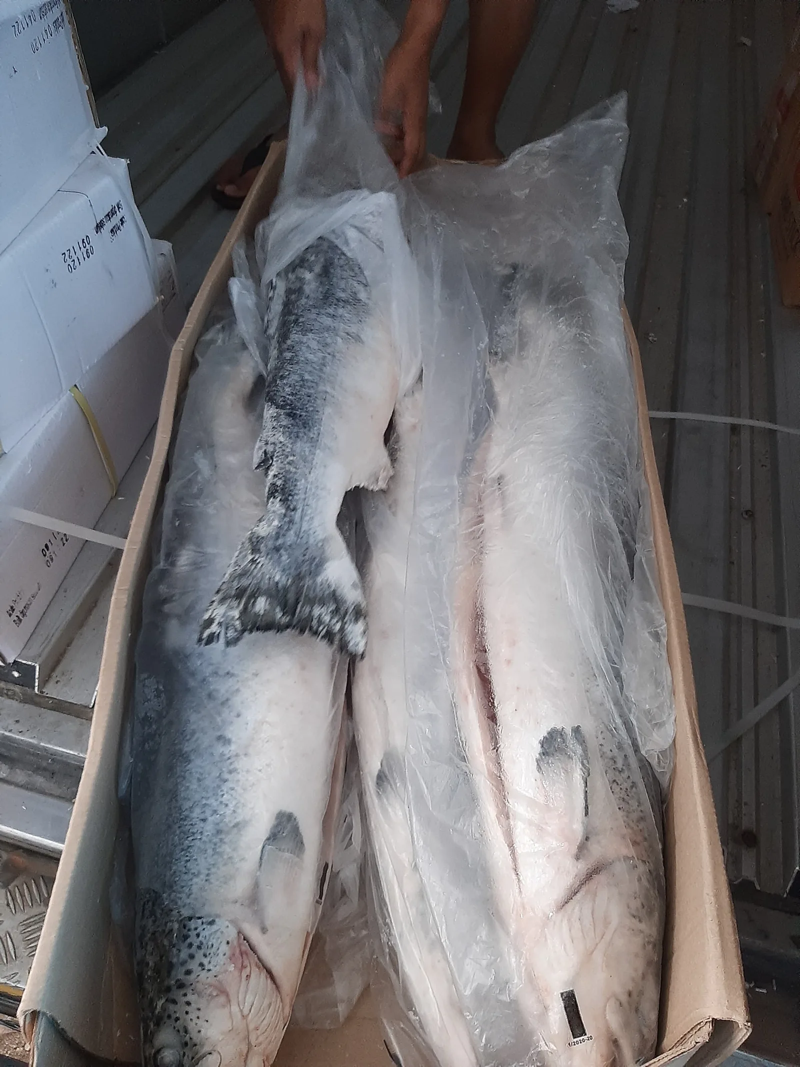 SALMON WHOLE HEAD ON